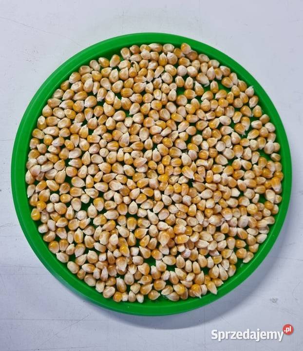 Popcorn Ziarno do prażenia 5000g 5 sprzedam