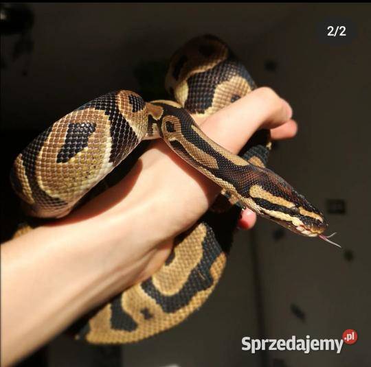 Pyton królewski odmiana Leopard Gniezno