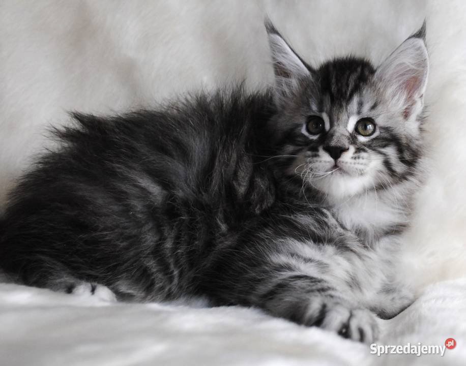 Piękny i duży kocurek maine coon do hodowli