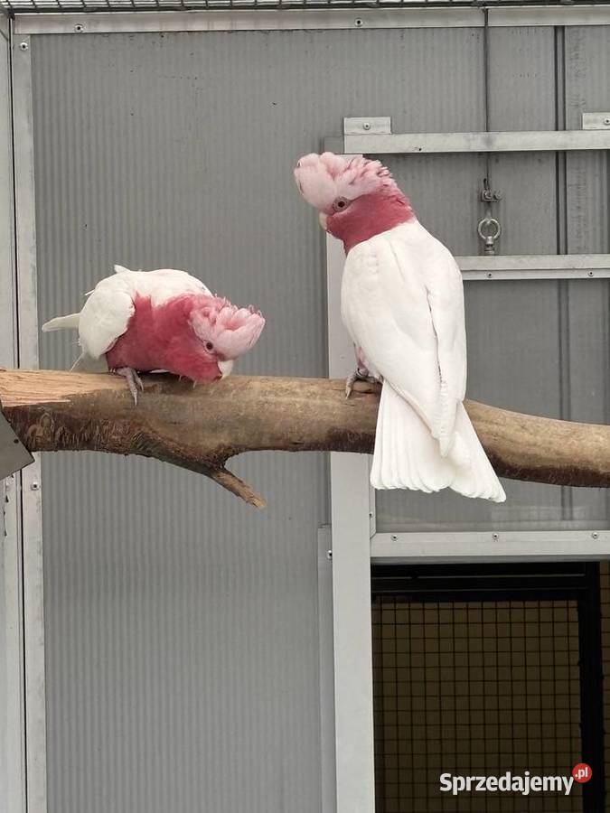 Kakadu Różowa Lutino para 2221