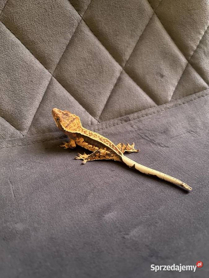 Gekon orzęsiony ciliatus crested gecko samica Gady i płazy Wrocław