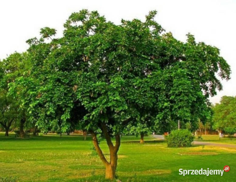 MILLETTIA PINNATA Millettia pinnata NASIONA 100g Ogród Lubanie