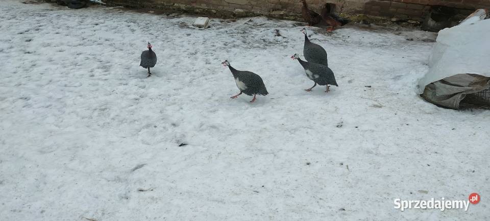 Samce perliczki lubelskie Tokarówka