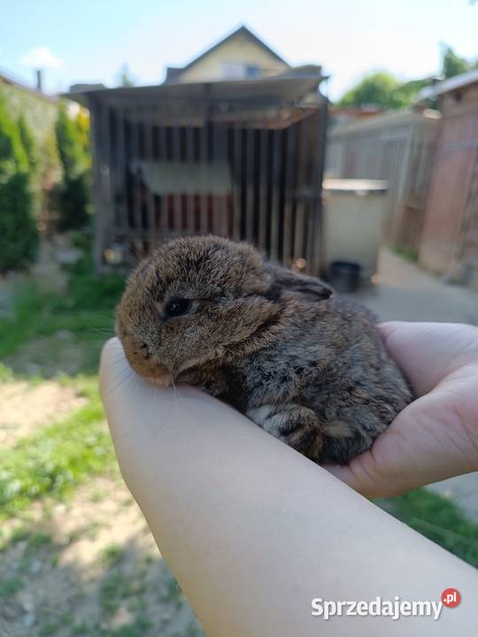 Króliczki Mini Lopki Jaśliska sprzedam