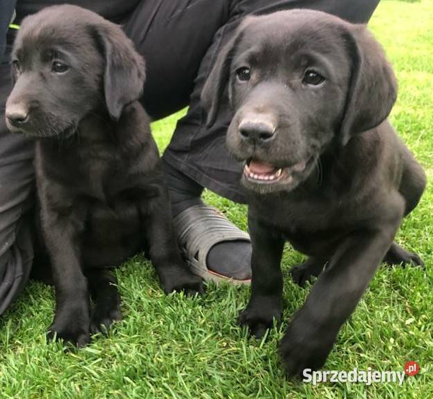 Szczeniaki labradora biszkoptowe i czarne Radom sprzedam