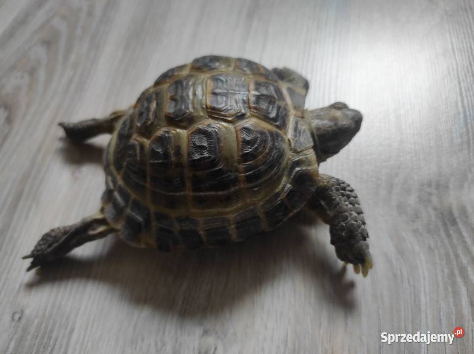 Żółw stepowy z certyfikatem Stalowa Wola