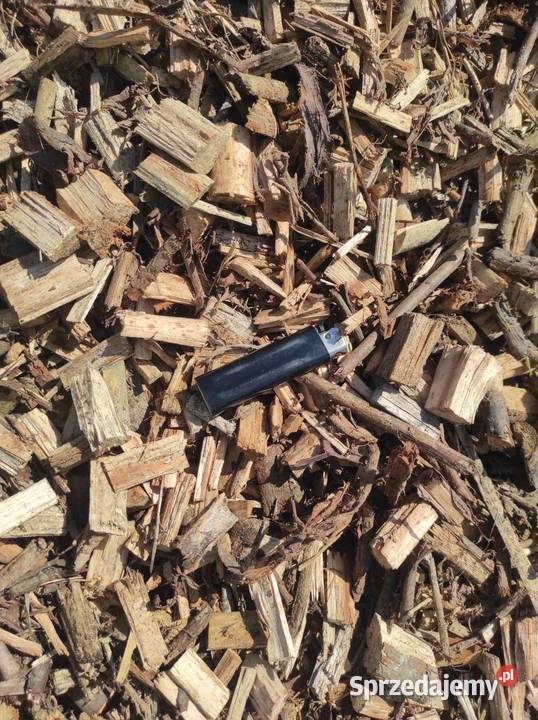 Zrębka wierzby energetycznej Leśnictwo Dorohusk