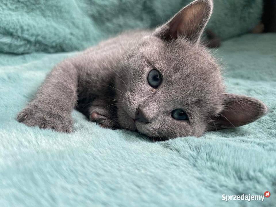 Kotki rosyjskie niebieskie z rodowodem Zamość