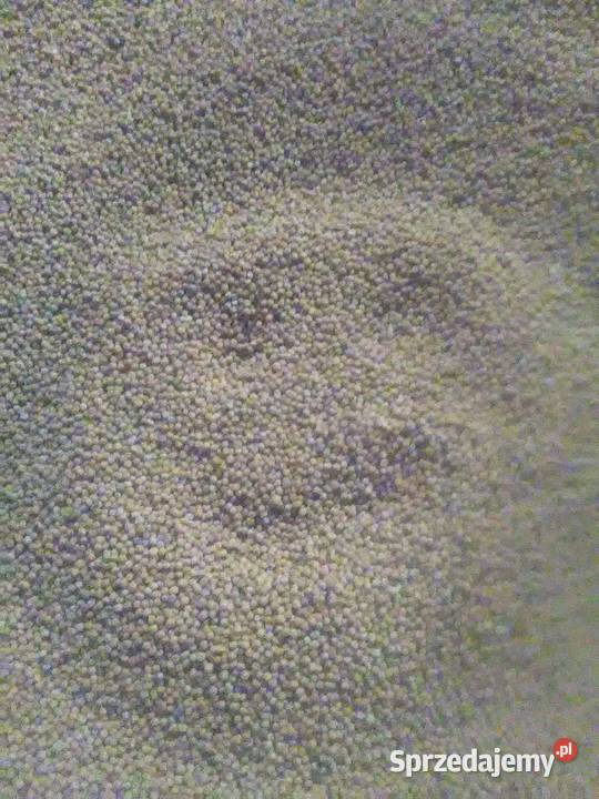 Gorczyca biała facelia poplon Janowo