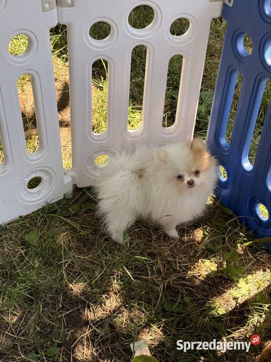 Szpic miniaturowypomeranian Zrębice