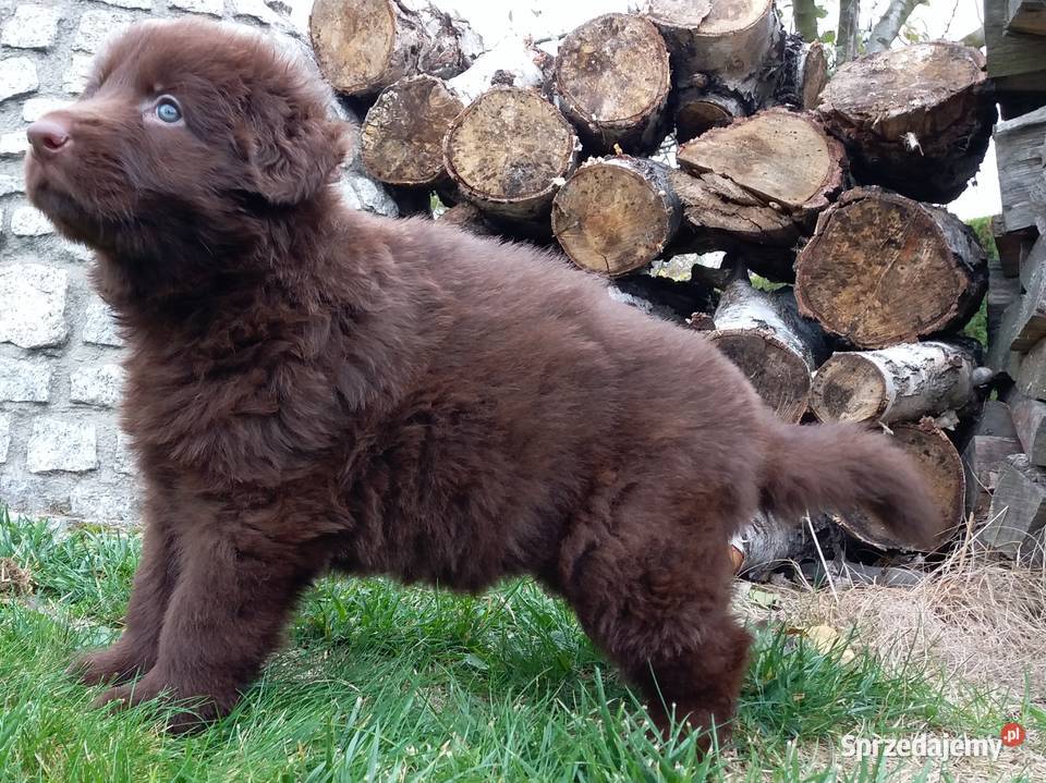 Owczarek niemiecki czekoladowy długowłosy Owczarek Świerklany