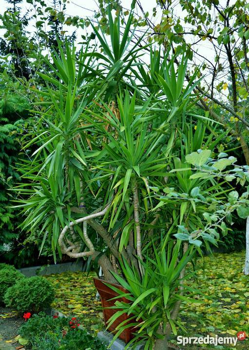 Sprzedam piękną dużą JUKĘ 35 m Juka yucca jukka