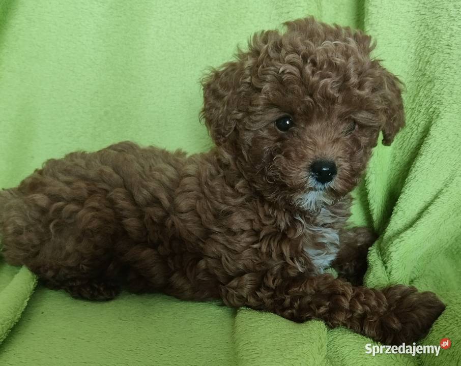 Pudel miniaturowy toy Boguchwała sprzedam