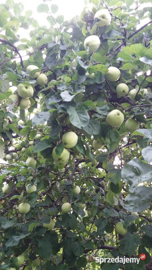 ANTONÓWKA tanio Jabłka prosto z sadu Grójec