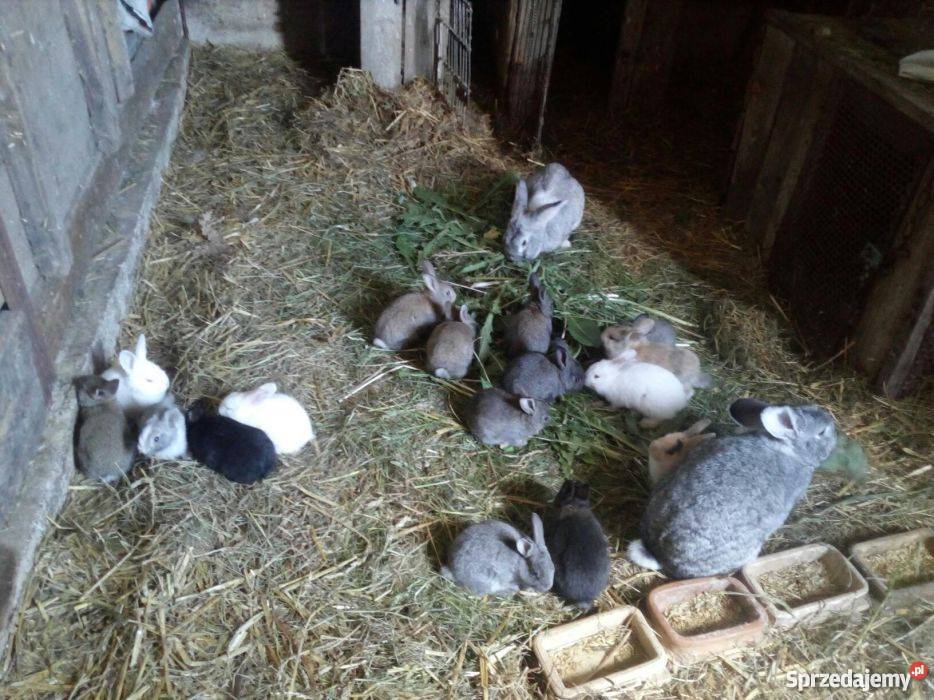 Sprzedam króliki Tabędz