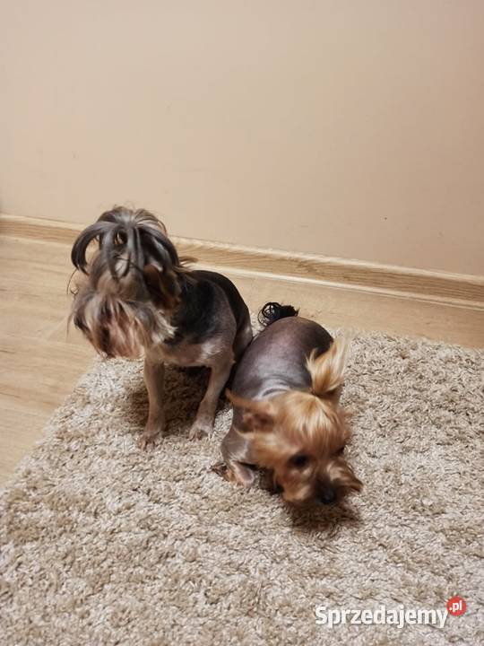 York pies8 tygodni miniaturka Szczaki