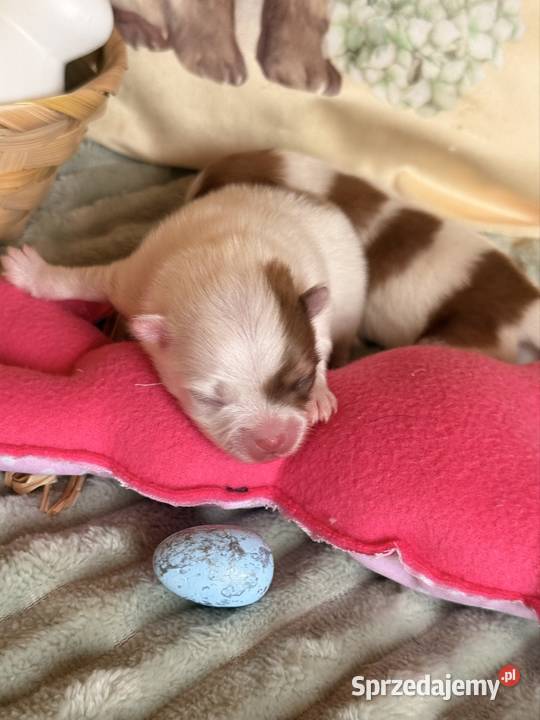 Szpic miniaturowypomeranian sprzedam