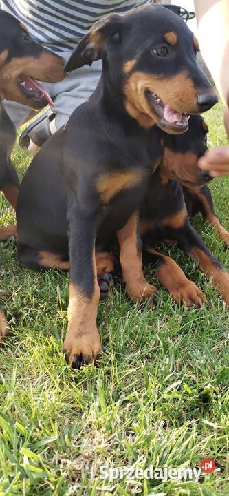 Doberman suczka szczeniak Dąbrowa Tarnowska
