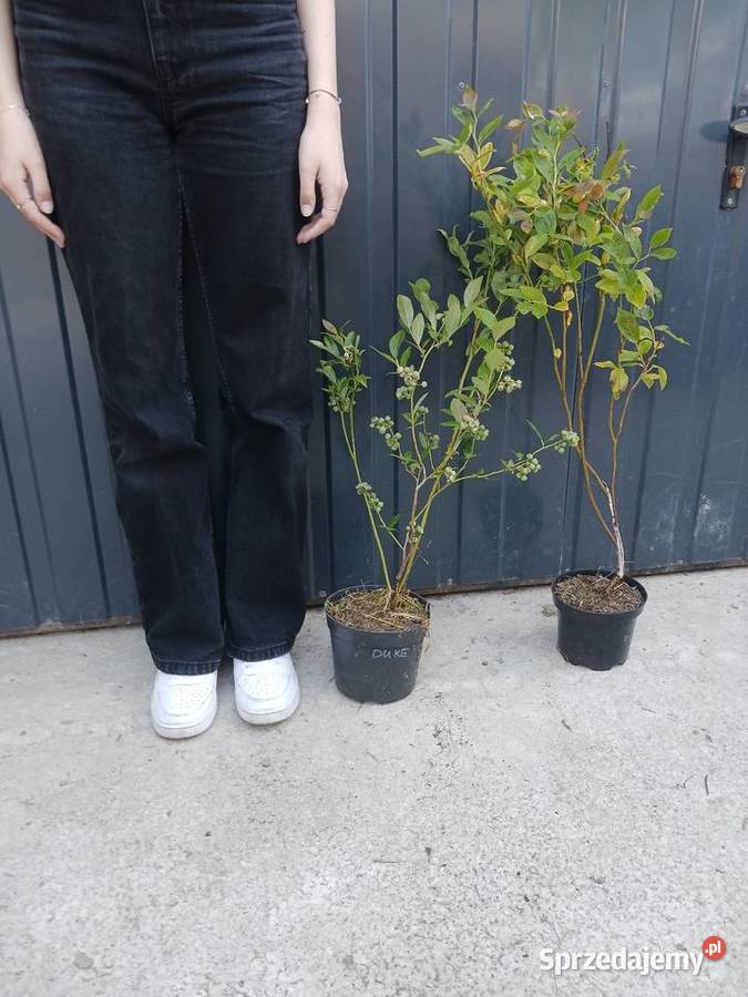 Borówka amerykańska DUKE blucrop letnie Kraków
