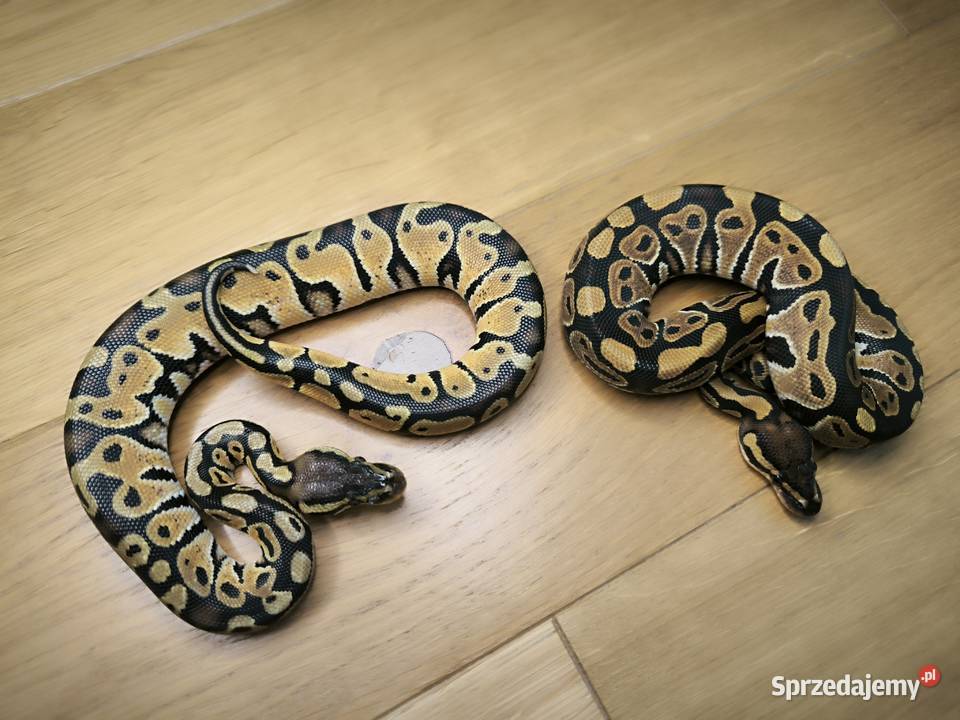 Promocja Pyton królewski Para 2