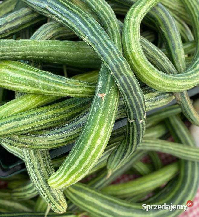 Ogórek wężowy Ogórki rosyjskie szklarniowe Kraków
