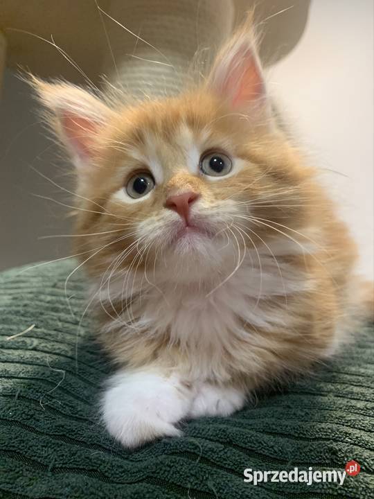 Kocica Maine Coon ruda z białym klasycznie