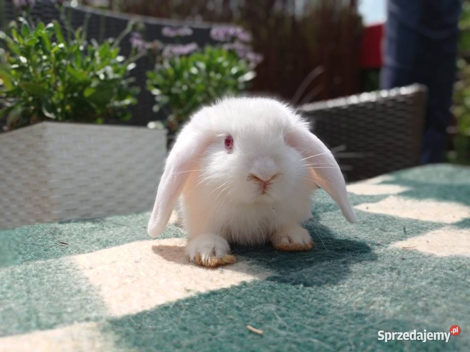 Króliczek Mini lop mazowieckie Łochów