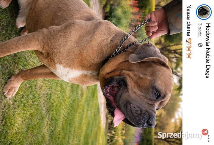Sprzedam szczeniaki rasy Cane Corso Juliopol