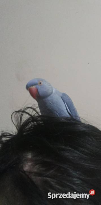 Aleksandrrtta obrożna Fiolet pomorskie Tczew sprzedam