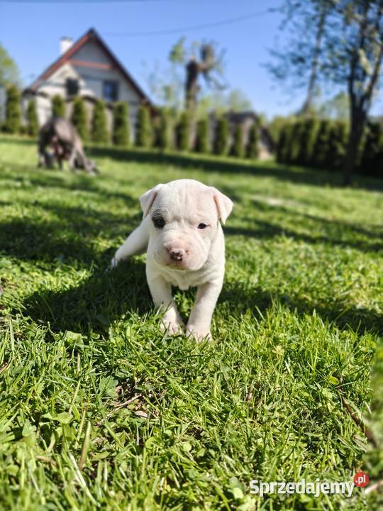 Oddam Szczeniaki American Staffordshire Terrier Ustrzyki Dolne
