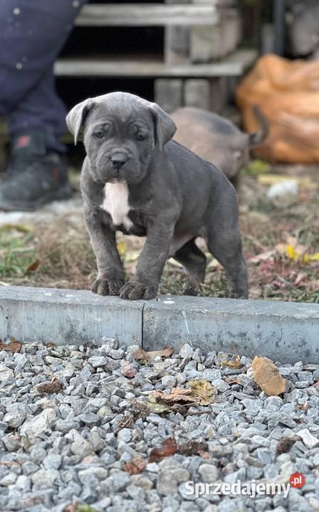 Cane Corso szczenieta rodowodowe błekitne i lubelskie Bychawa