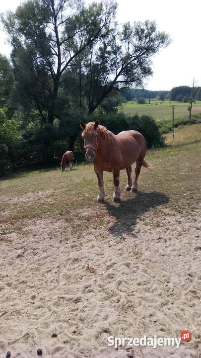 Sprzedam klacz zimnokwista że źrebakiem Gąbin