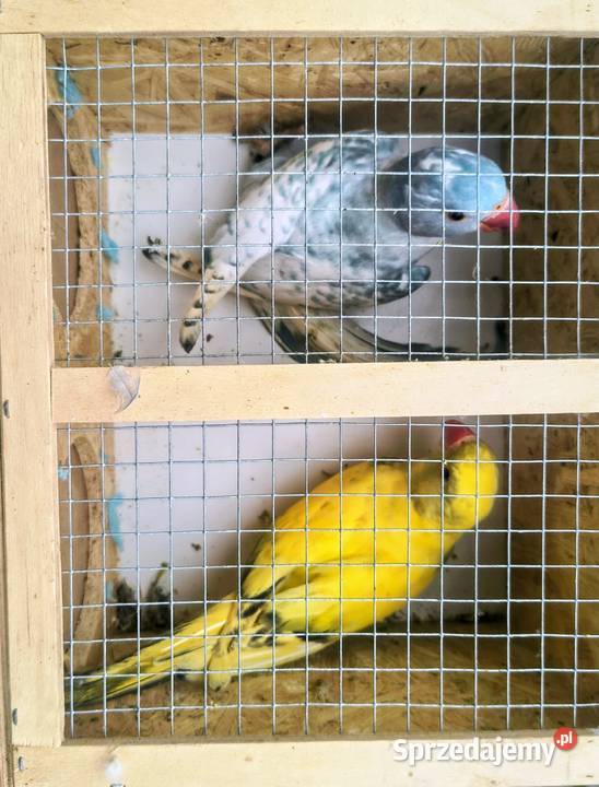 Papugi różne Jaworowa