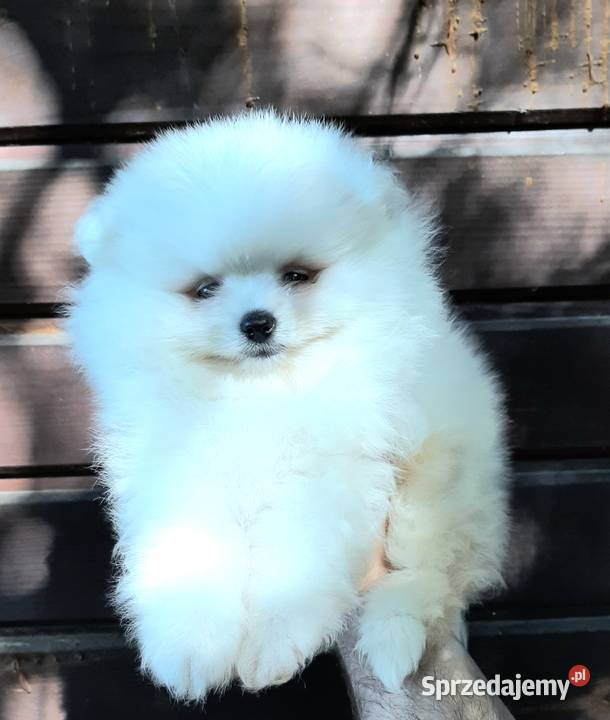 Szpic miniaturowy pomeranian chlopak Pabianice