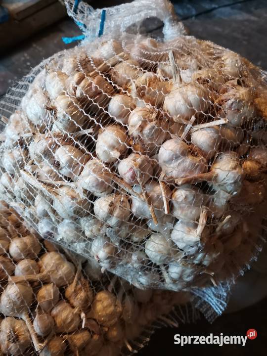 Czosnek Jarus Do sadzenia Dwikozy