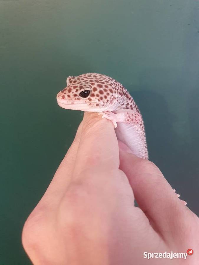 Gekon lamparci super mack snow Wrocław sprzedam