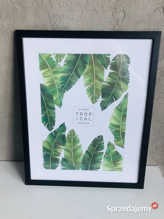 Plakat obraz liście zielony tropikalny natura 42 łódzkie Łódź