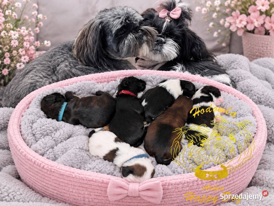 Szczenięta shih tzu z genem blue Shih Tzu Zawiercie