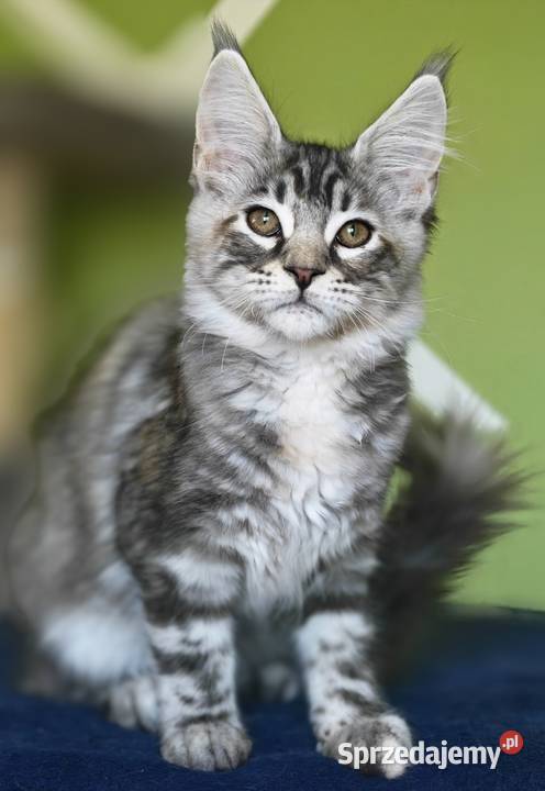 Maine Coon kotka rodowód fpl Olkusz