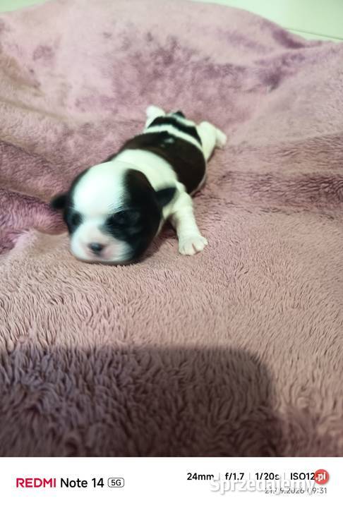 Suczka Shihtzu Gorlice