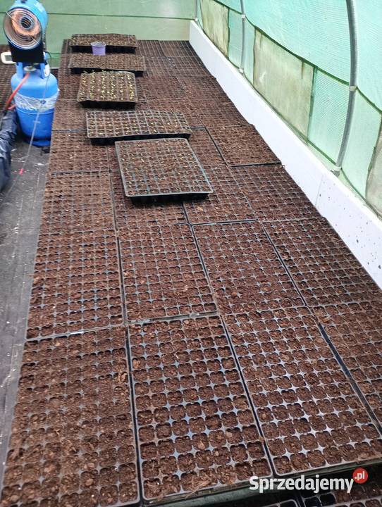 Lawenda lekarska Lawendula Angustifolia