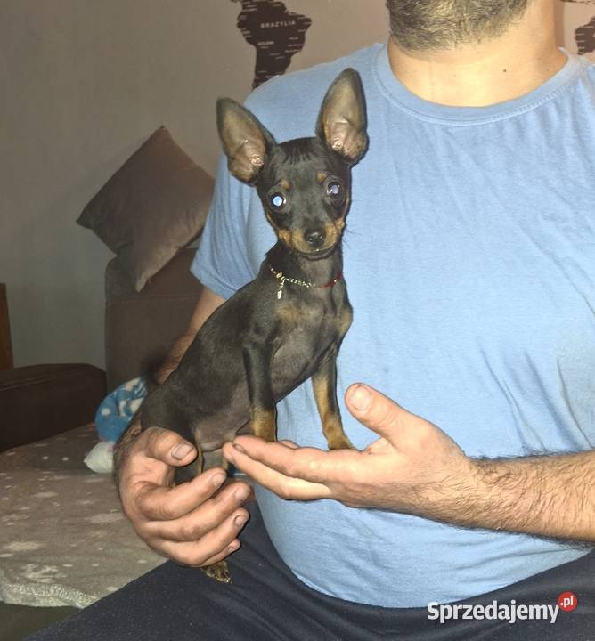 Bingo ratlerek miniaturka pinczerki Jasło