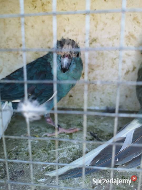 Modrolotki niebieskie para Wilczyce