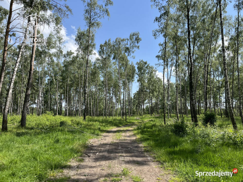 Działka 2805m2 Dąbrówno