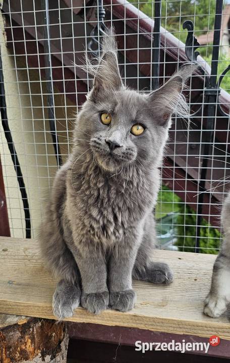 duży niebieski kocurek Maine Coon FPL Gdańsk