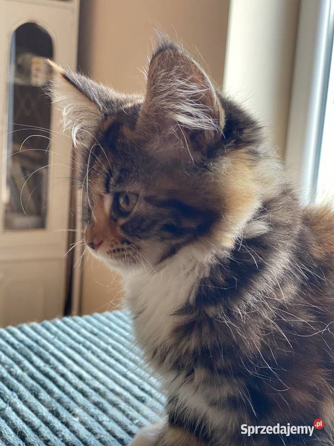 Kotki maine coon szylkretki Góra Kalwaria