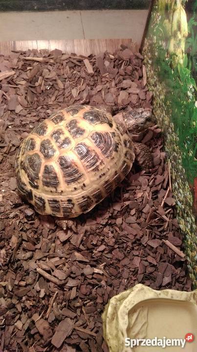 żółw lądowy stepowy razem z terrarium Pozostałe kujawsko-pomorskie Bydgoszcz