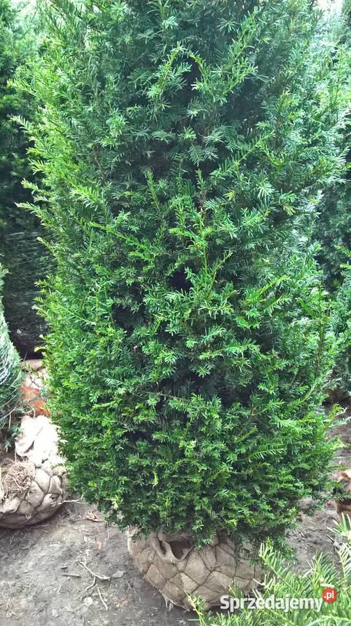 Cis Baccata Mega Wysoki Żywopłot Mszczonów