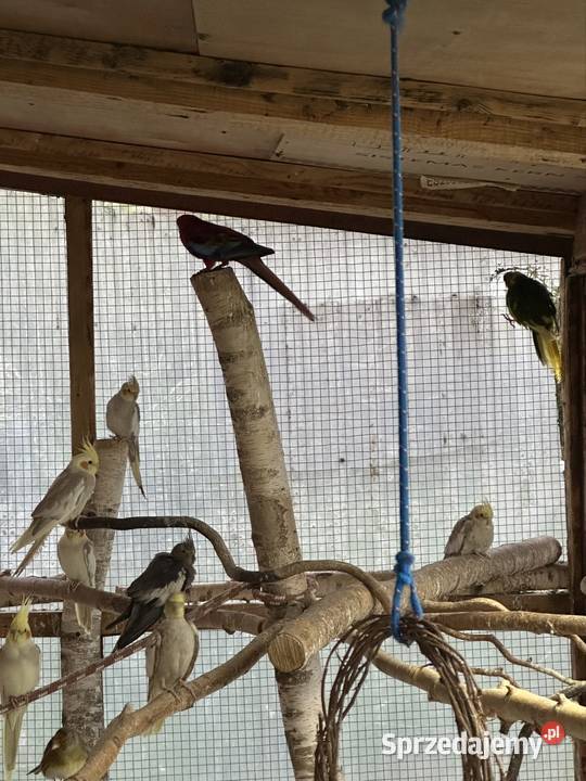 Sprzedam papugi Busko-Zdrój