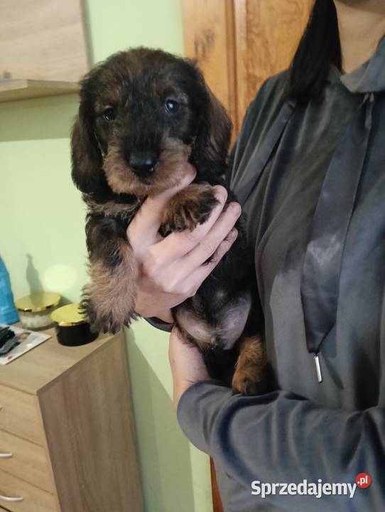 Jamnik szorstkowłosy Rożnowo